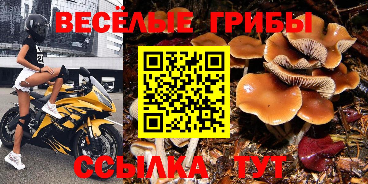 Железногорск  Галлюциногенные грибы Psilocybe  Вход с VPN 